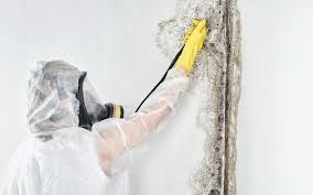 Best Asbestos and Lead Testing During Mold Inspection in Eddyville, IA